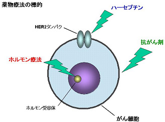 薬物療法の標的